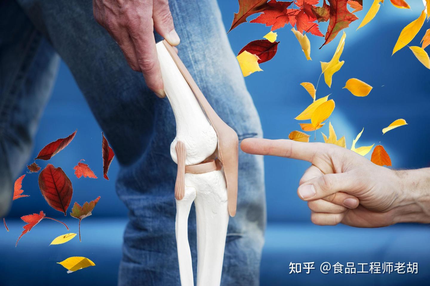 营养与骨骼和骨关节及健康的关系 知乎 