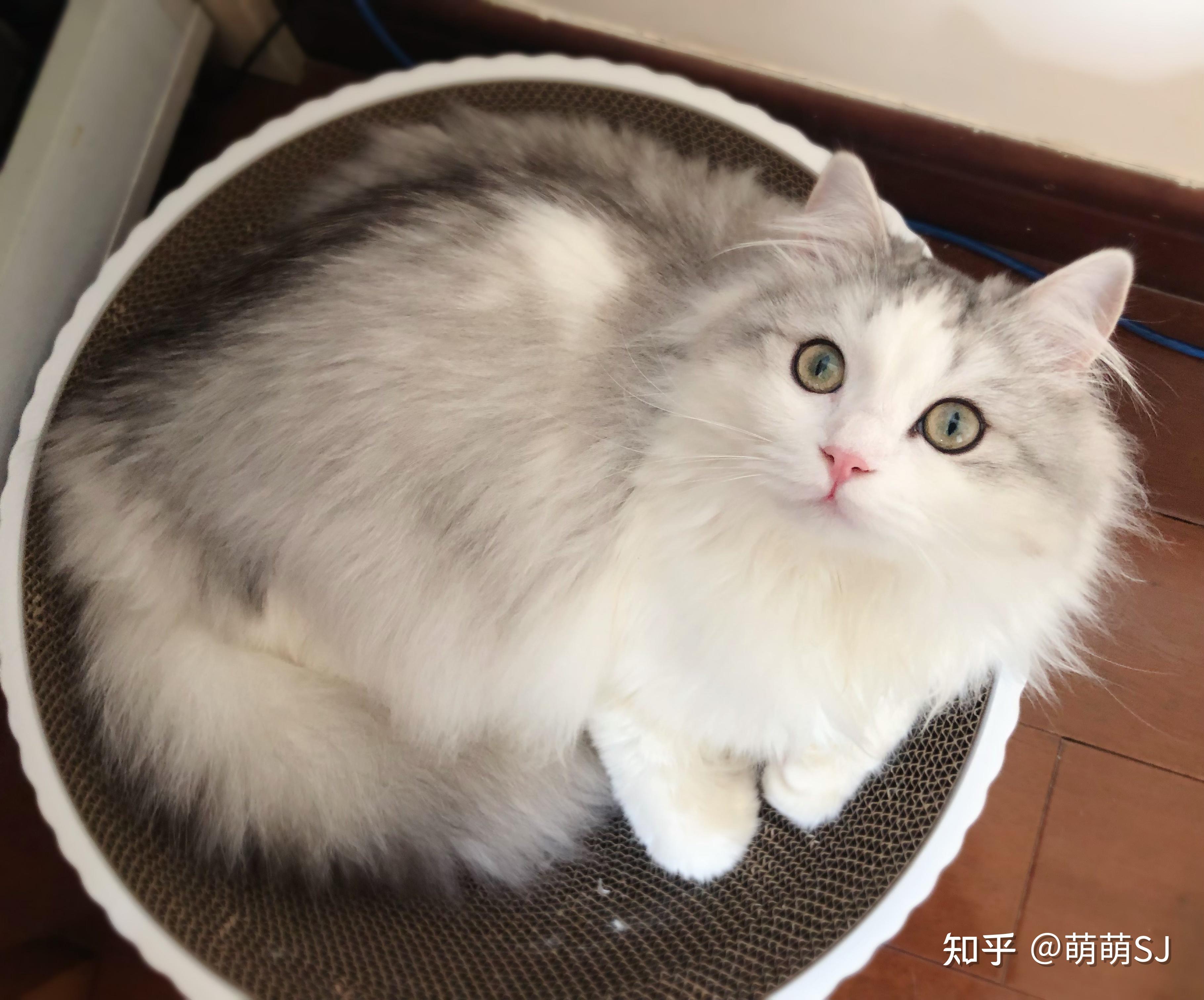 能不能给我看一下美短和金吉拉的串是什么样子的呀