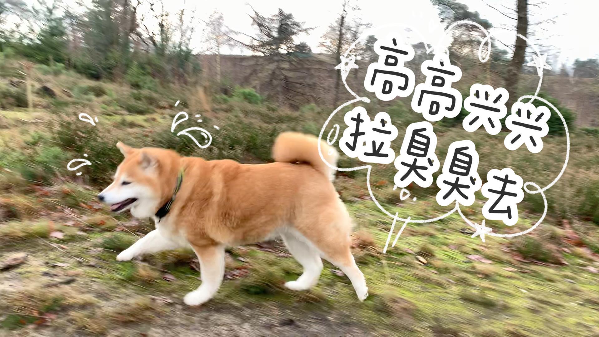 花式晒宠～ 柯基小空:我就是来显摆我的新"厕所"…咋样,宽敞吧