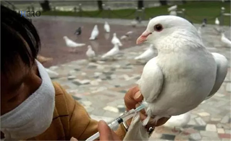 人与人之间会传播禽流感吗?如何预防禽流感 - 知乎