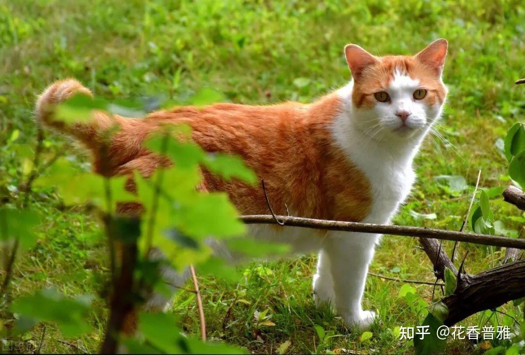 中国有哪些本土的猫咪? - 知乎