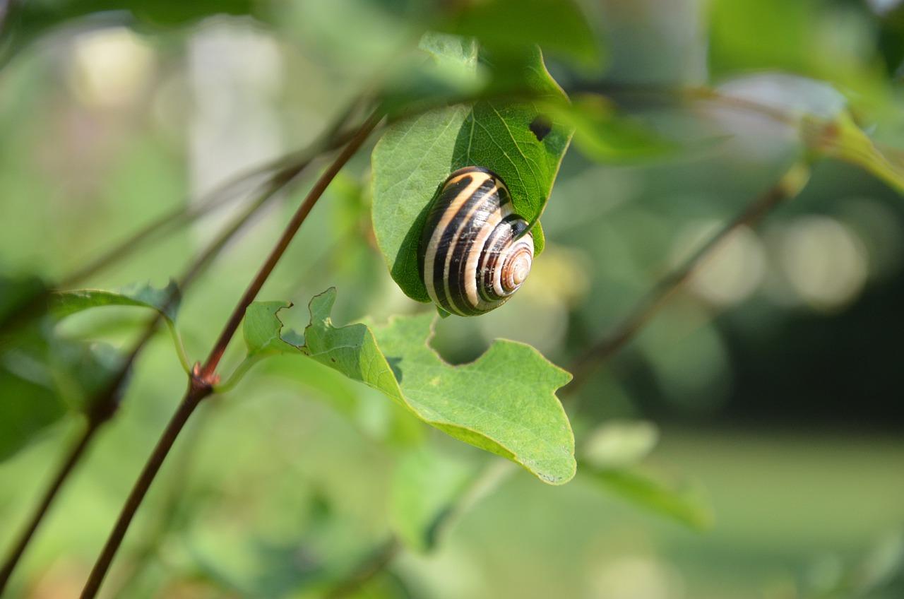 箭叶秋葵多少钱一斤