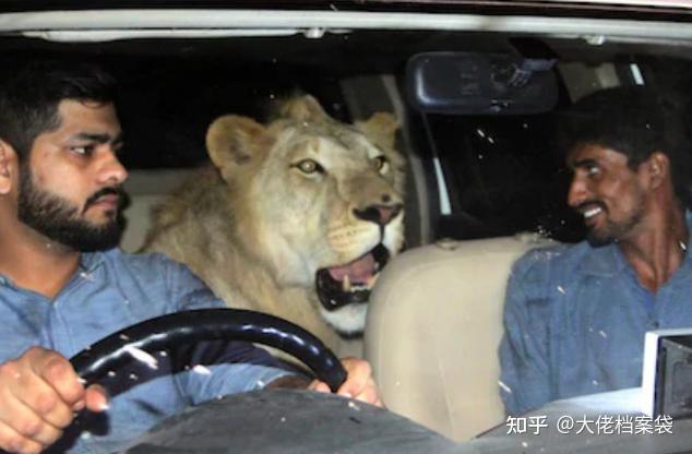 除此之外,哈曼丹还有大象,孔雀,猎鹰等宠物,宠物的数量以及种类都完全