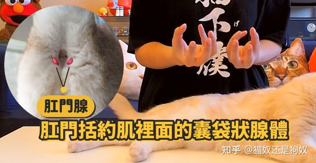 猫肛门腺黑色颗粒图片