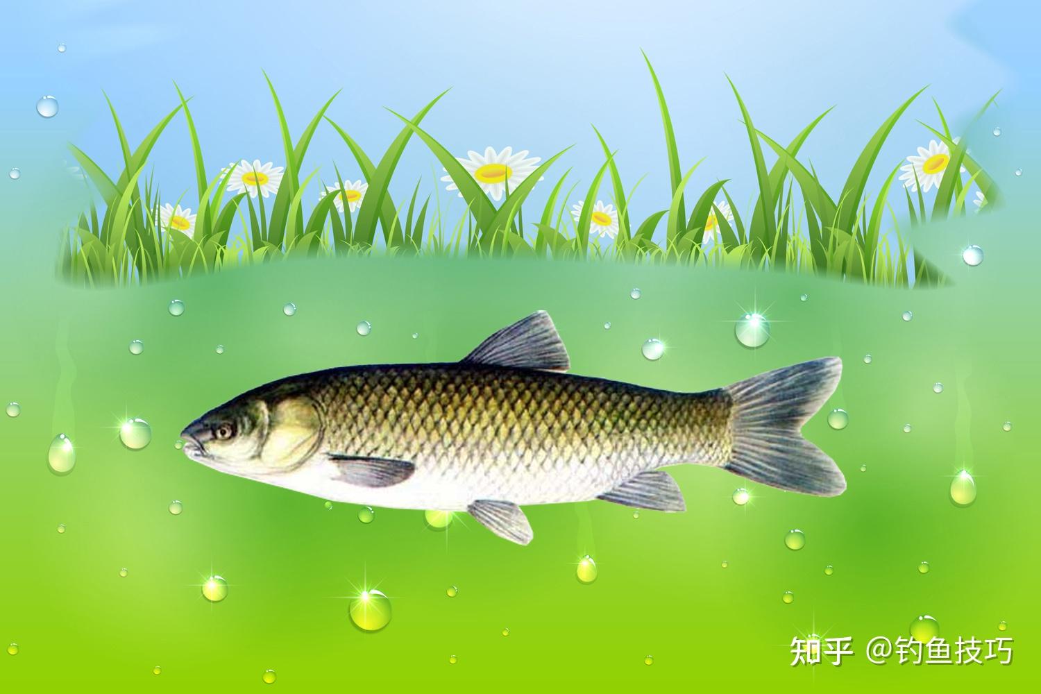 草鱼最爱吃什么？如何才能钓到大草鱼？草鱼的摄食习性和垂钓方法 - 知乎