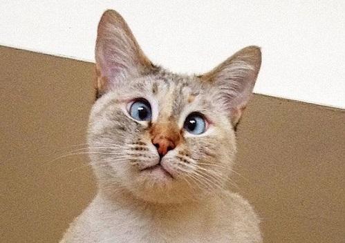 眼距宽是不是真的给人感觉就是对眼儿?