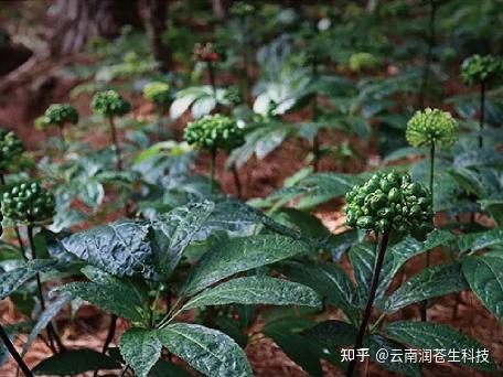 每日一味药食同源科普——“金不换”三七 - 知乎