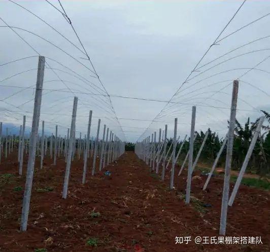 葡萄使用避雨棚架有哪些作用