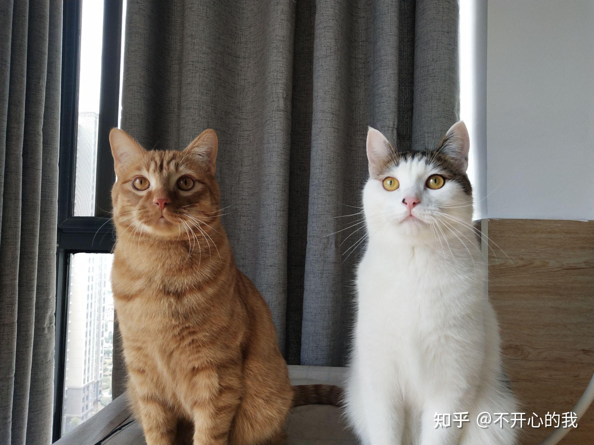 蓝猫和橘猫可以杂交吗,如果可以的话,有实际案例吗? - 知乎