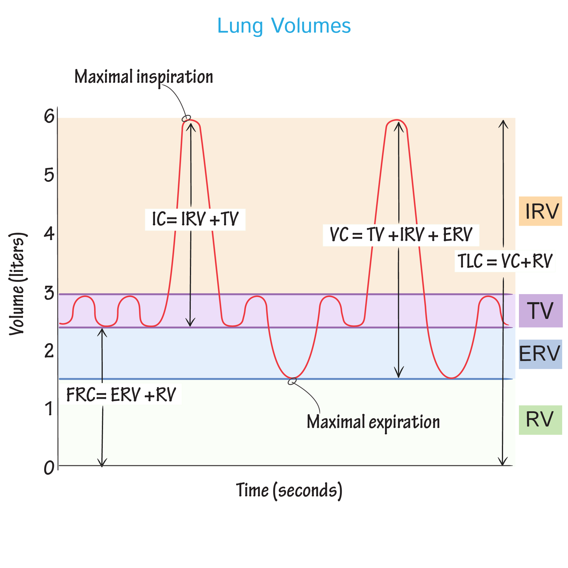 experiment using increased dead space and measuring different lung volumes