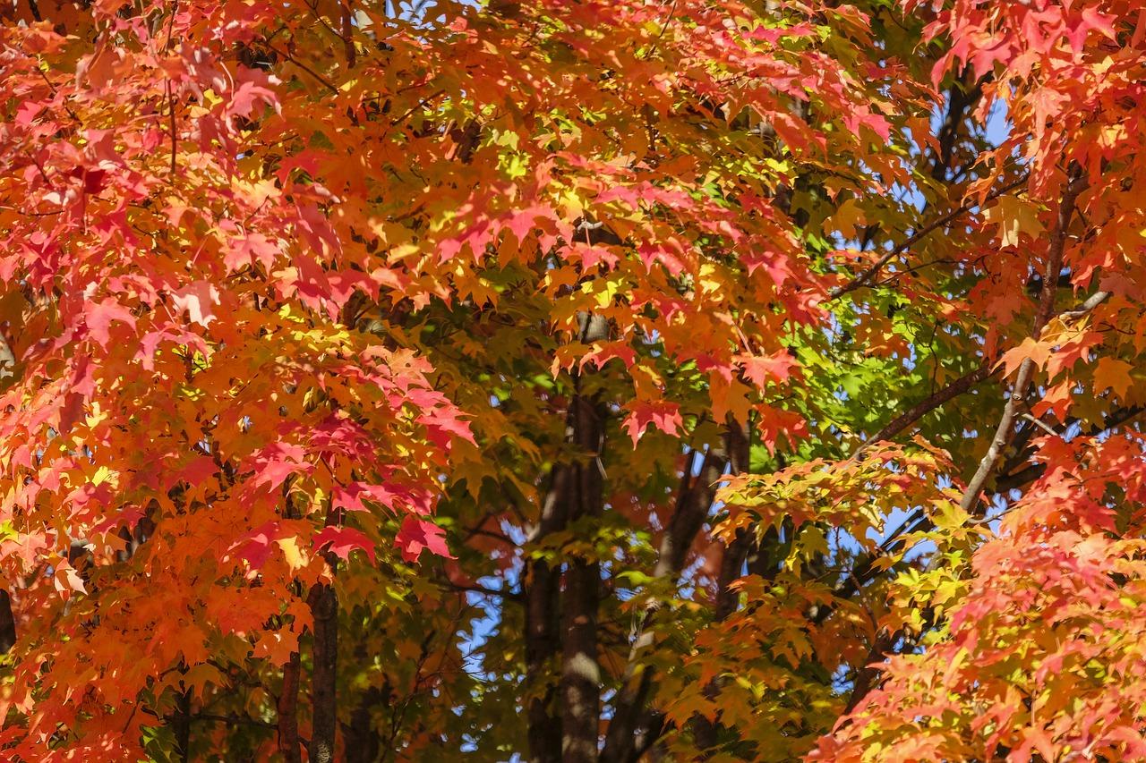 4. 枫景汇配套设施