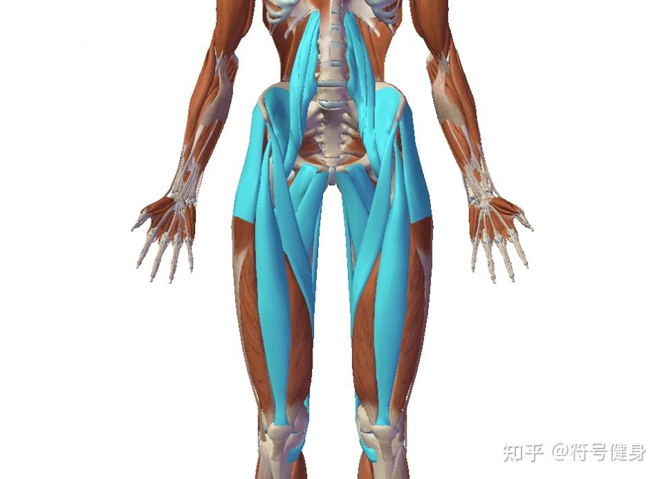 髋关节屈曲的肌肉,包含髂腰肌,股直肌,耻骨肌,股薄肌,阔筋膜张肌,缝匠