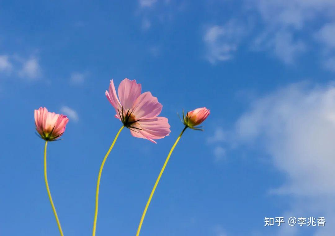 寓意为自己而活的花(1000种花名大全及花语)