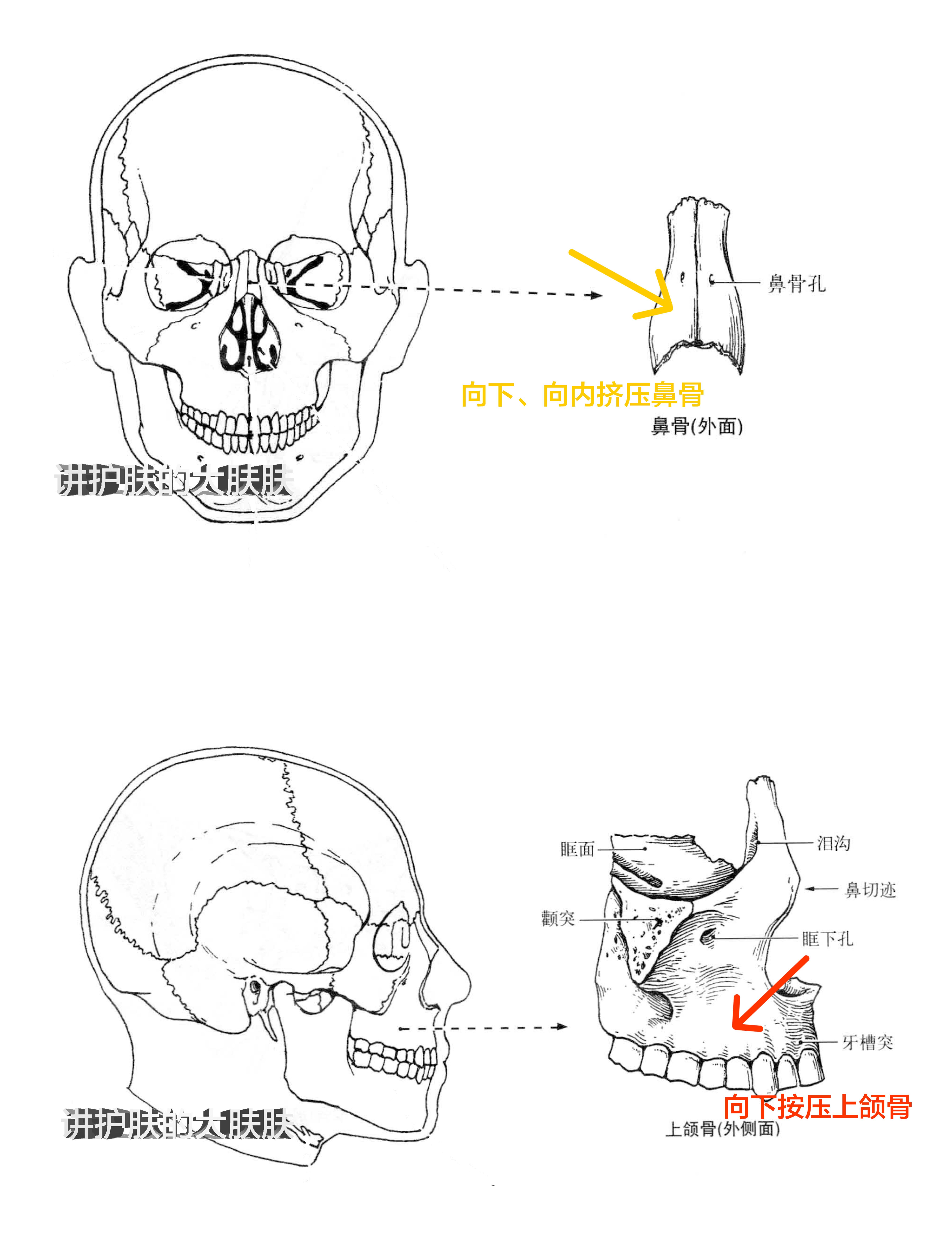 两只手的食指的掌指关节按压住上颌骨(嘴角向内斜上方处)