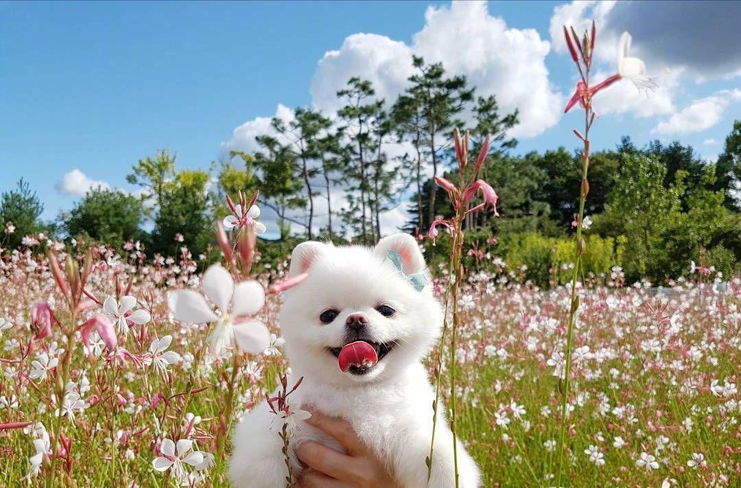 有哪些可爱的狗狗头像