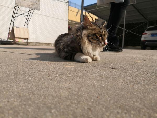 有人养长毛的狸花猫吗 真的长得像缅因猫吗 知乎