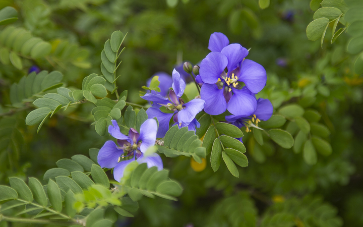愈创木精油的化学成分及功效研究