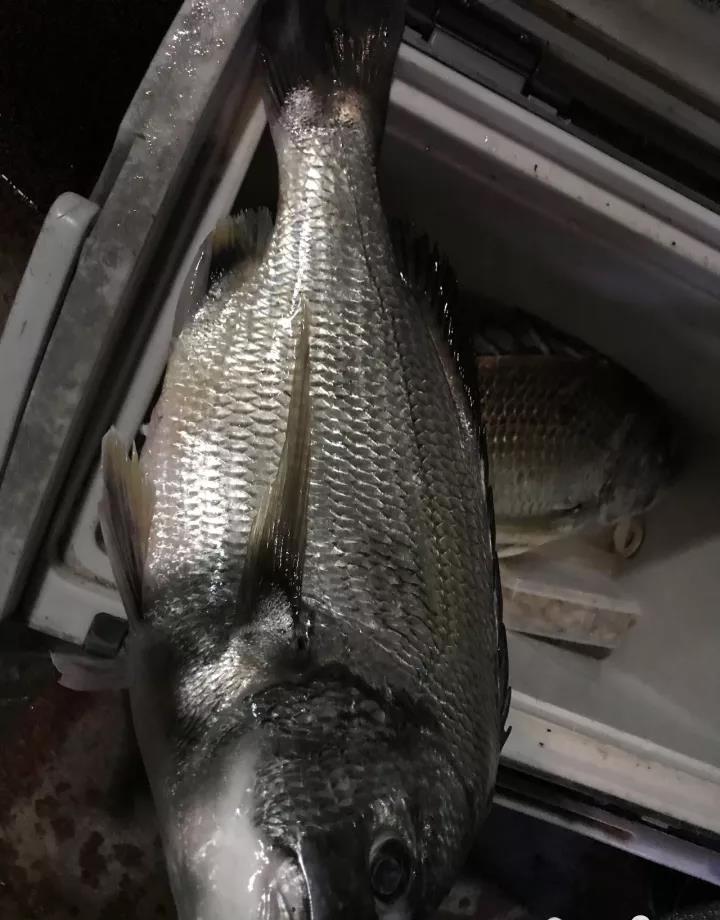 你可知道,在别的矶钓钓场,大白腊都是主要目标鱼,在这儿,它只是起步级