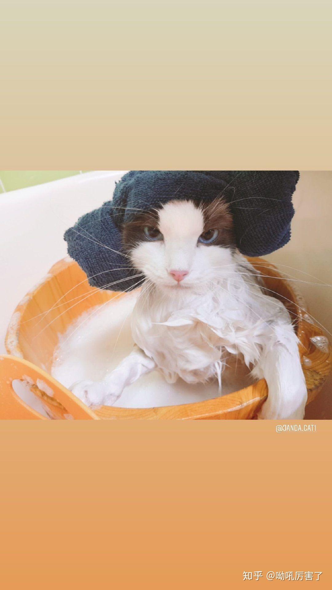 如何区分blackpink成员lisa的两只布偶猫