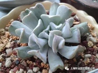 特玉兰养护知识 知乎 特玉兰养护知识 知乎