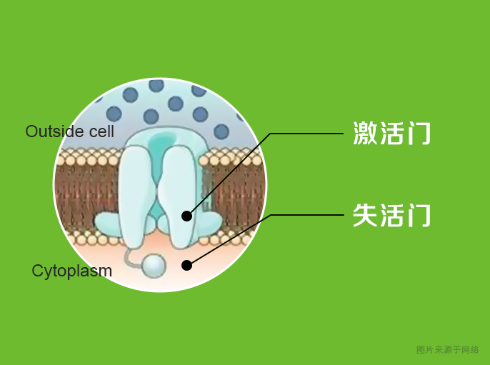 如何区分钾离子通道和钠离子通道? - 知乎