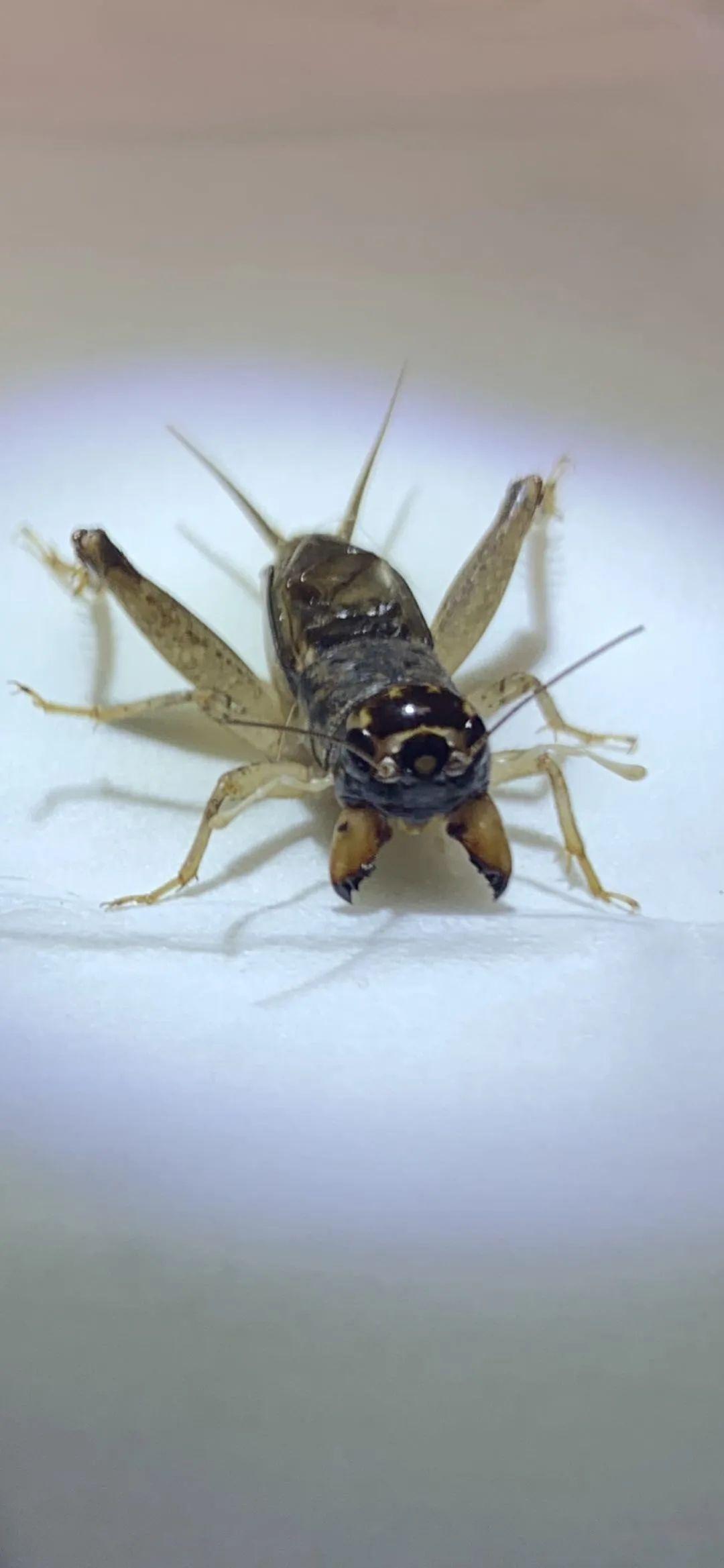 蟋蟀分享:黄麻头,800元收,黑风口本地虫