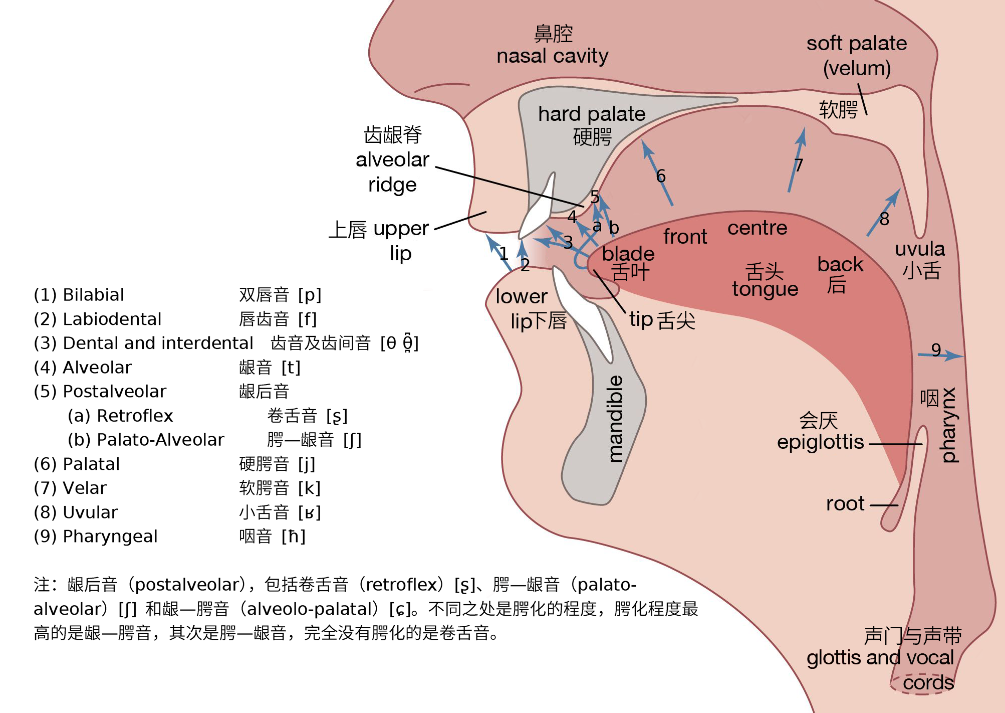 普通话中的翘舌音(舌尖后音)的详细发音步骤是什么? - 知乎