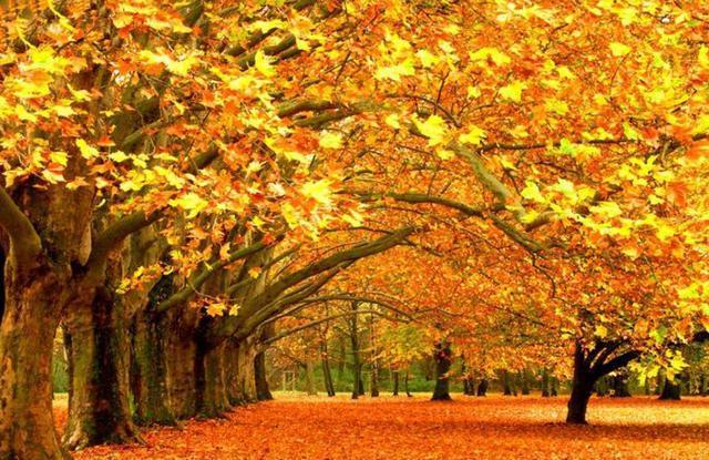 昨日窗外梧桐树 - 知乎