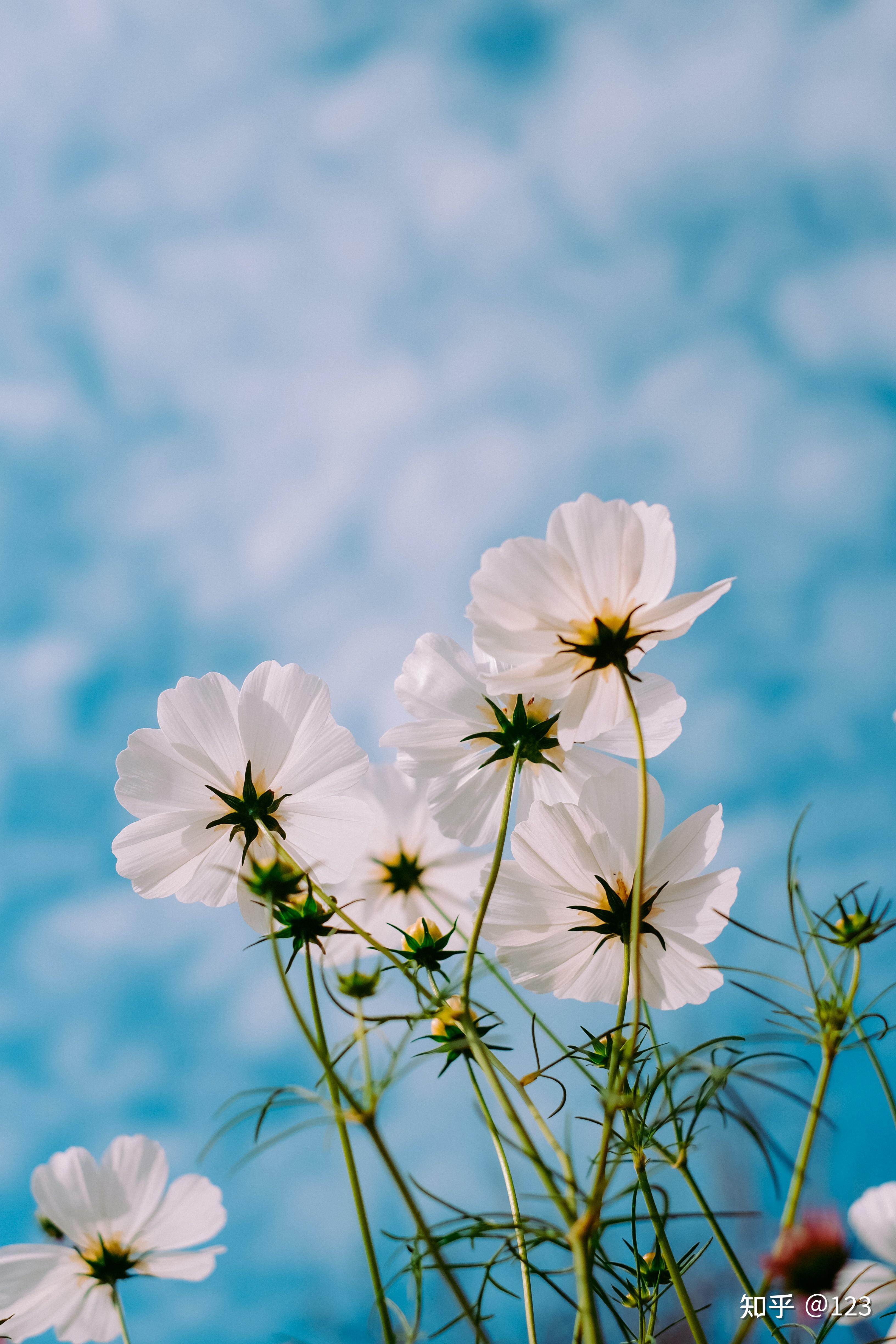 那些春季的美好