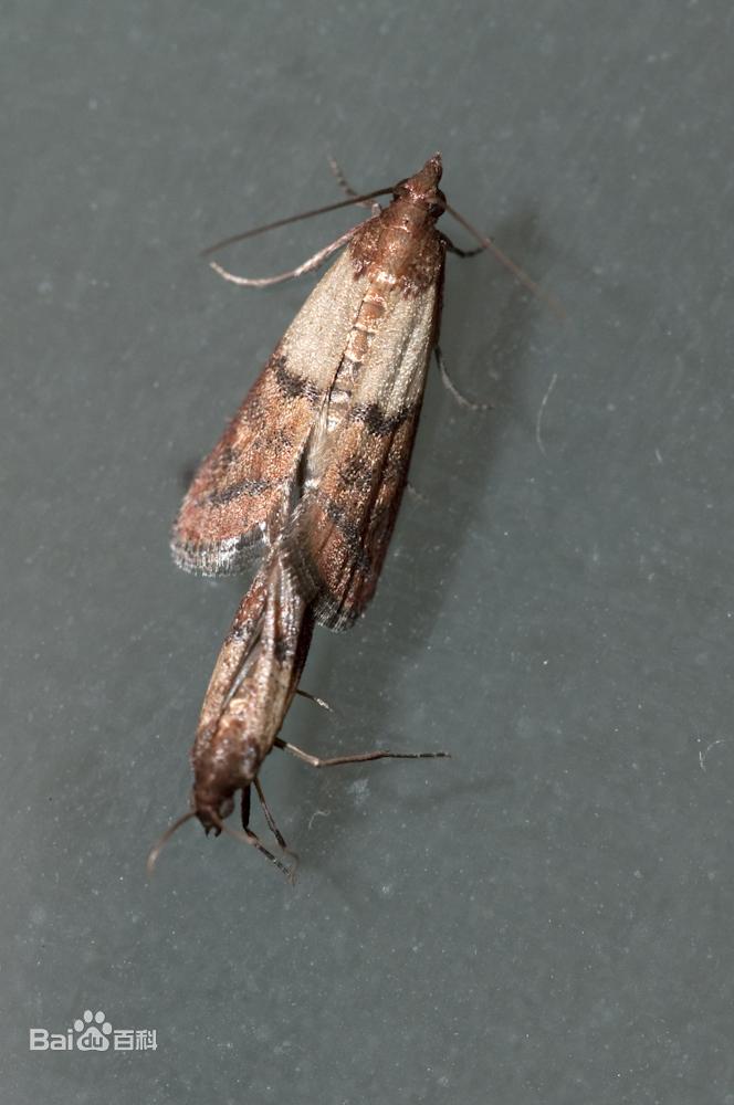 厨房里的小飞蛾