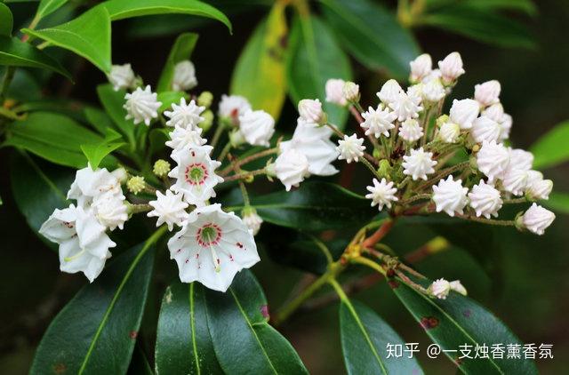 细数离骚里的香草香木你只知道江离与辟芷