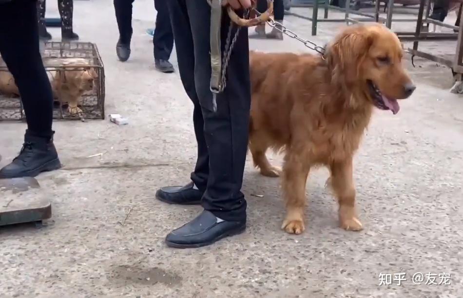 安徽金毛犬讨好主人希望别卖它见同类被抓到狗肉车直发抖