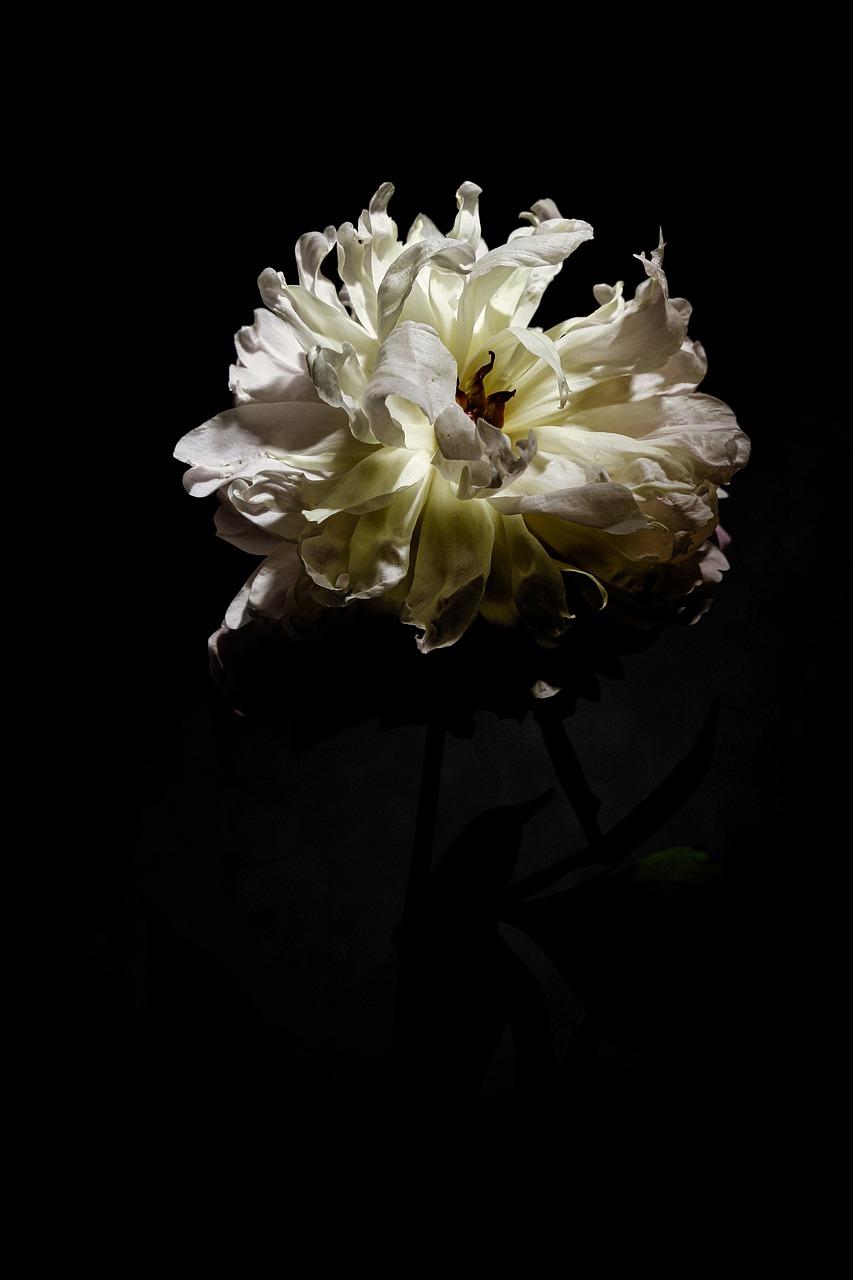 5. 开花时间预测