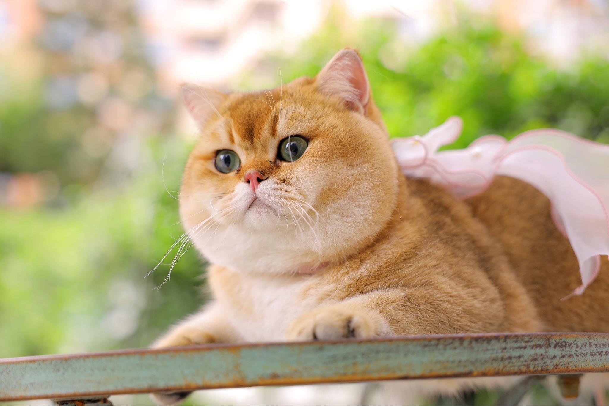 你们的金渐层都是多少钱买的