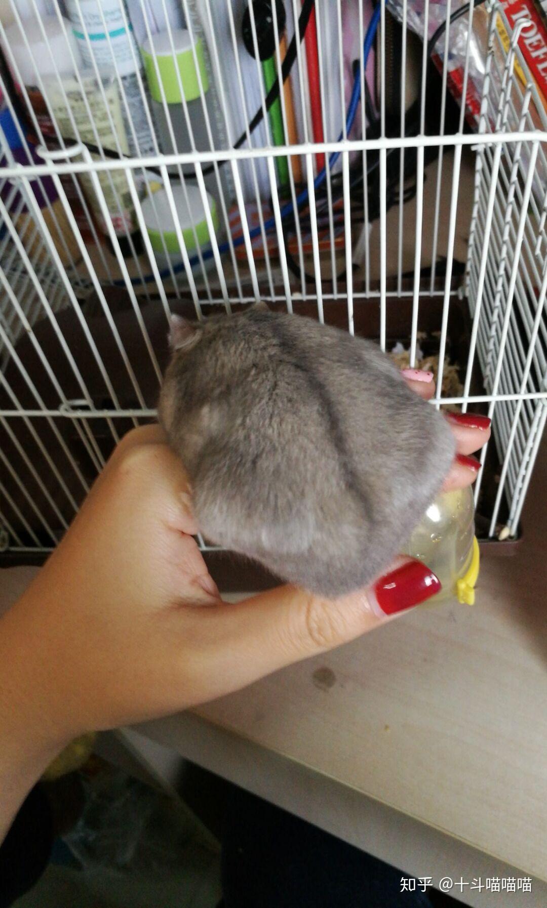 如何让仓鼠乖乖躺手.?