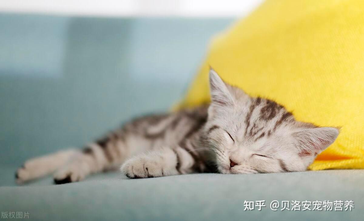 一天睡18个小时，猫咪为何睡觉时间这么长？ - 知乎