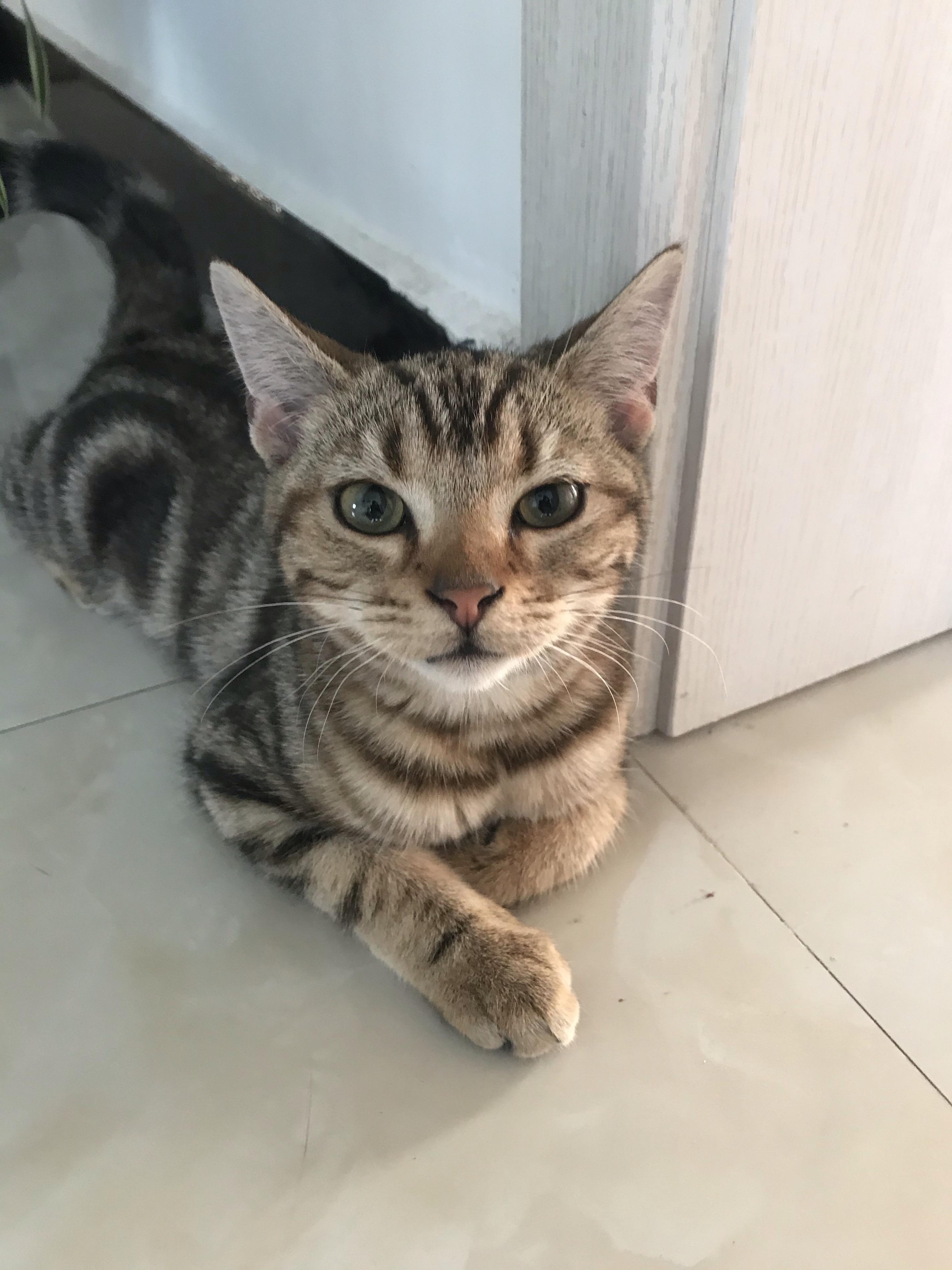 关注问题 67 写回答 登录/注册 美国短毛猫 你们的美短金虎斑都