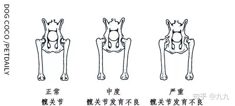 和不稳定,最终发展为严重的退行性关节炎,给犬的正常生活造成严重影响