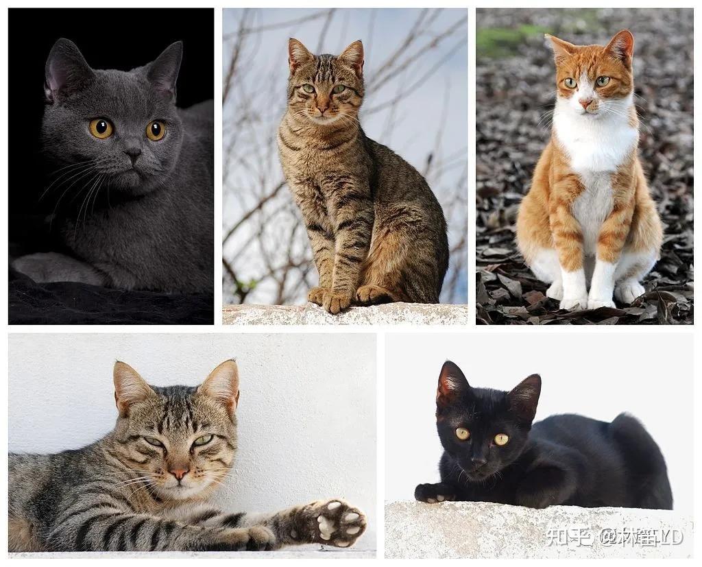 家猫是怎么来的？——我们从斑猫看起 - 知乎