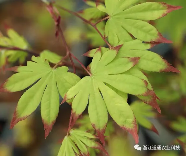 打造美丽庭院 枫树不可或缺 枫树秀丽品种多 还不来看看 知乎