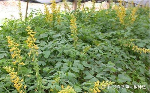这种野生名贵药材,掌握几个种植技巧,人工栽培也能稳定丰产 - 知乎