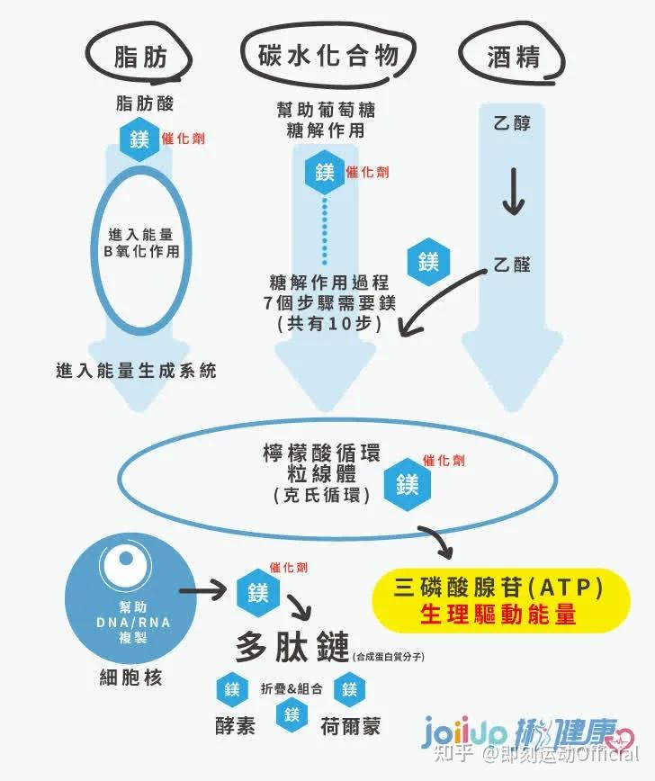 身体缺镁会怎么样？应该如何补充镁？ - 知乎