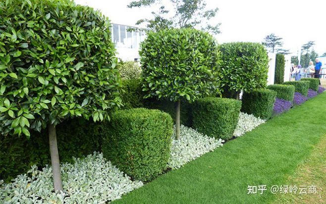 干货 | 合理选用绿篱植物,打造别样景观绿篱 - 知乎