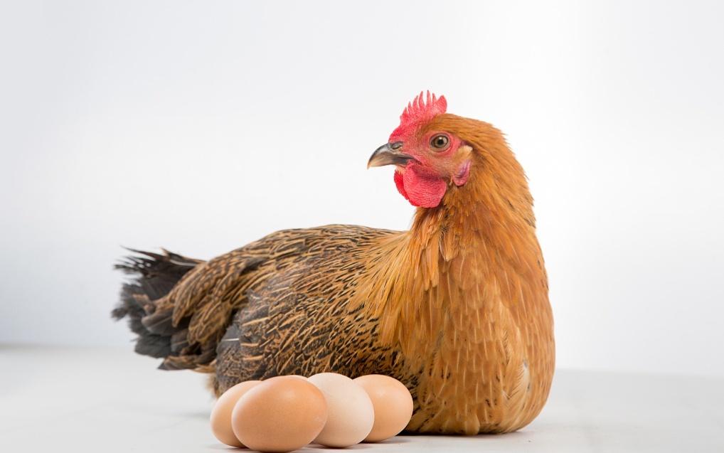 手把手教你读财报19哪种企业是现金奶牛