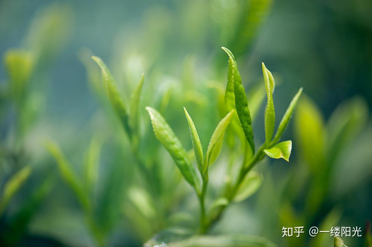 四月明前茶，碧绿生青喷喷香 - 茶联网