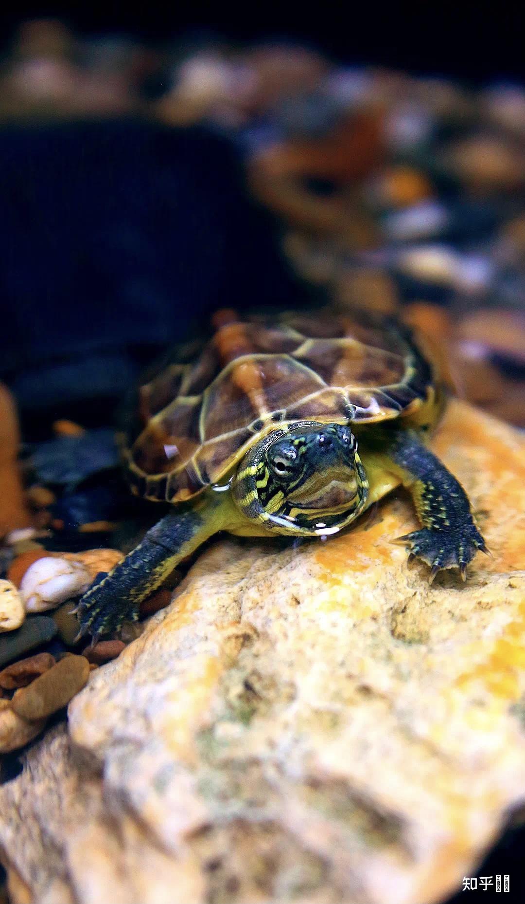 有哪些好看的乌龟照片? - 知乎