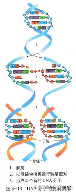 染色体复制过程图图片