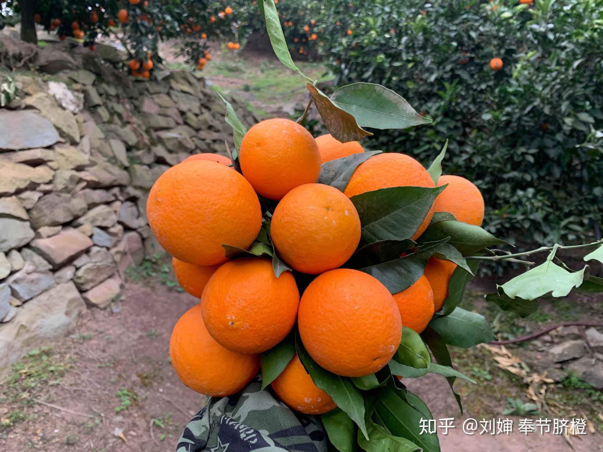 橙子收获的季节