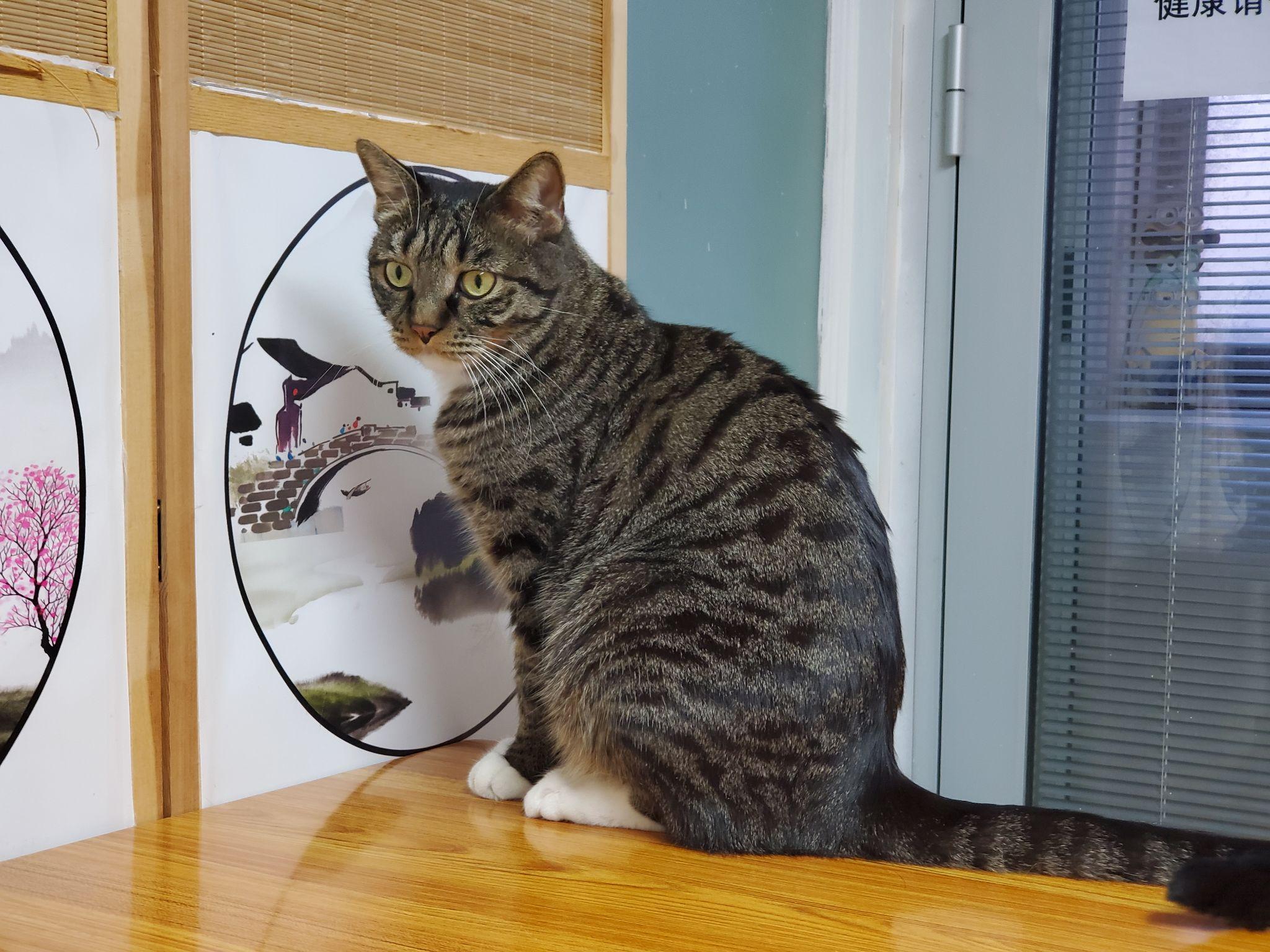 白餐巾白手套的狸花猫能有多漂亮? - 知乎