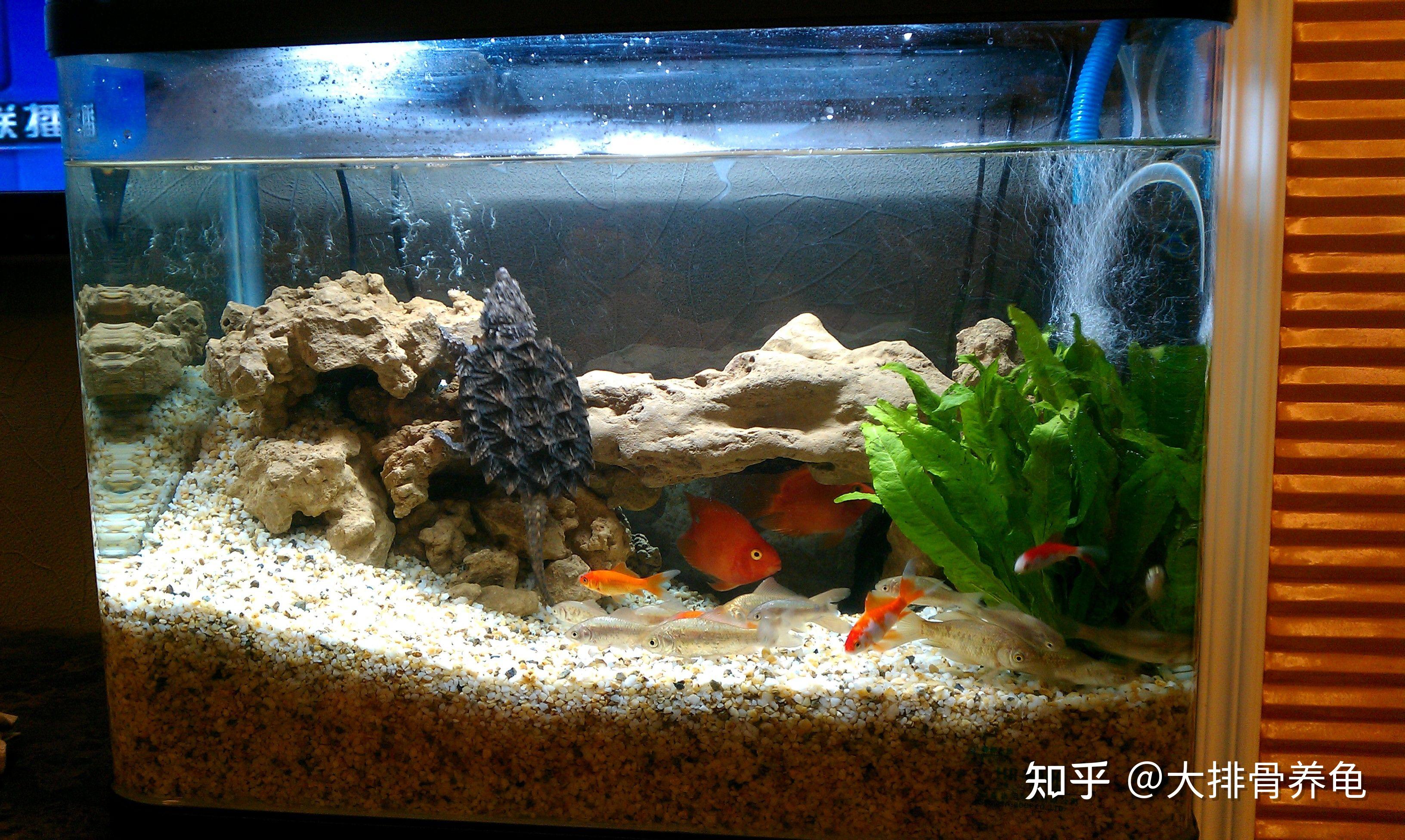 养龟用什么盒子比较好